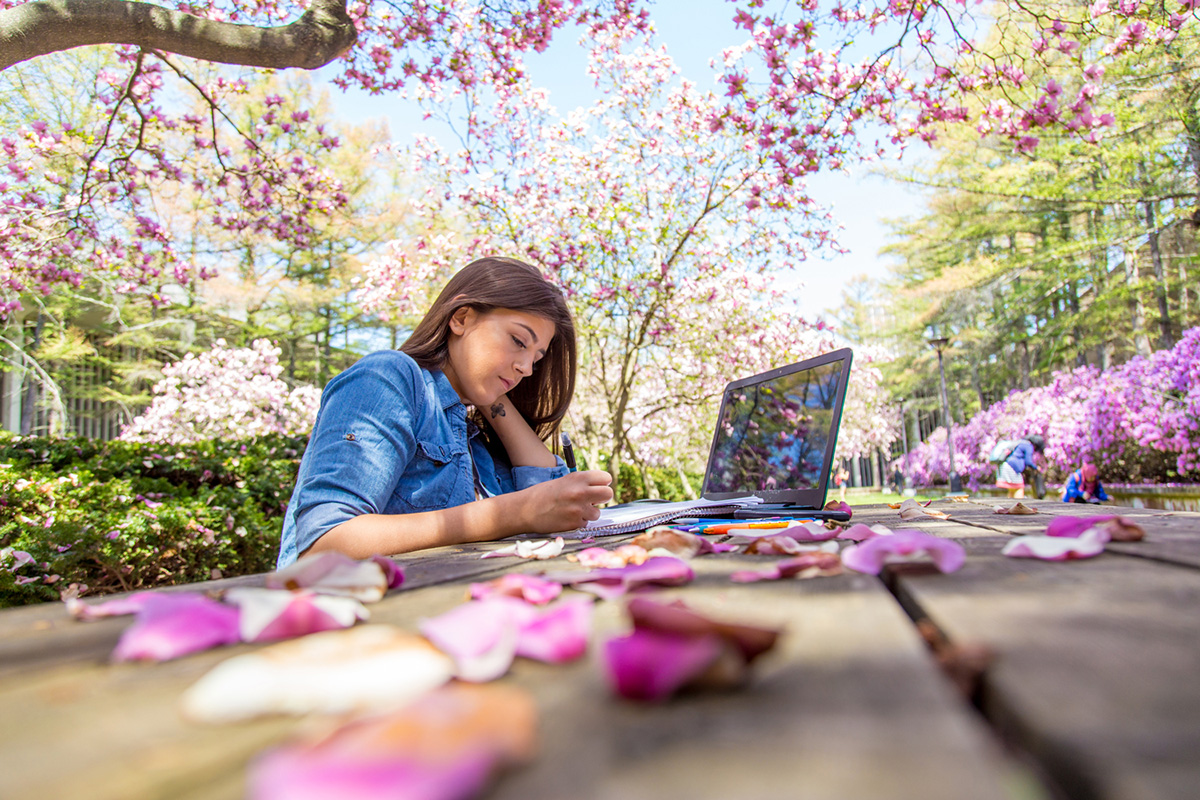 Student studying on her laptop in the UAlbany azalea garden