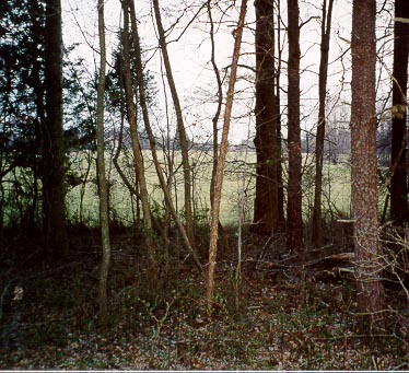 View of Laurel Hill from wooded area at the base of the hill