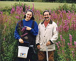 Doctoral student Anna Hartwell and biology Pr0fessor Gary Kleppel are tracking the effect of purple loosestrife on wetlands in New York State through high-tech remote sensing equipment.