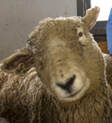 One of the sheep tended by biology major Corine Giroux for a NYSDOT study