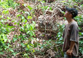 A student from Brazil studies reduced-impact logging on a section of rainforest.