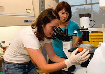 UAlbany summer intern Teresa Lloyd-Coronado looks through a microscope as Professor JoEllen Welsh looks on. (Photo Mark Schmidt)