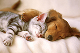 Photo of dog and cat sleeping