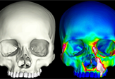 human jaw strength tested via CT scan