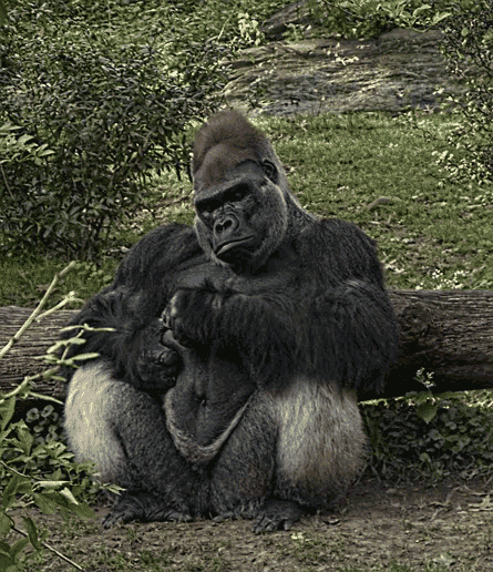 Digital photo of gorilla by R. Fein