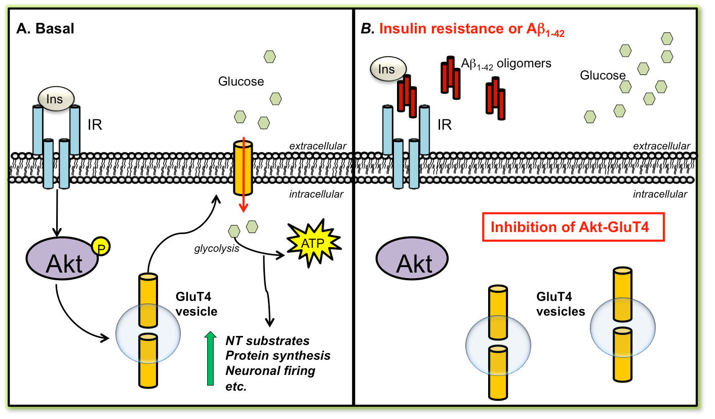 Working model of insulin and beta-amyloid modulating neuronal glucose uptake