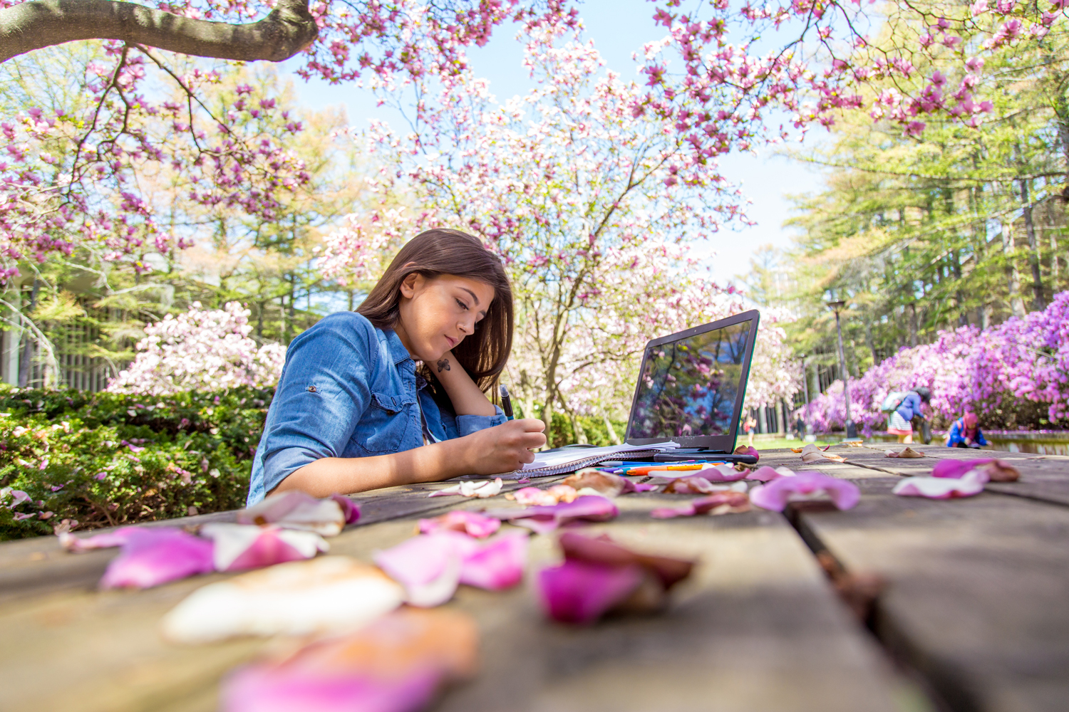 Student studying on her laptop in the UAlbany azalea garden