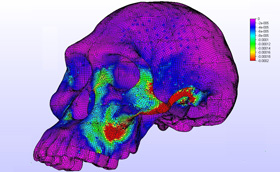 Color mapping of a computer-generated, early human skull