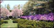 Campus in Bloom