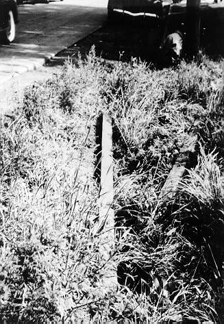 1939 DFU Milk Strike in Heuvelton and Canton - planks with nails to stop trucks.