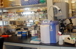 Marlene's lab