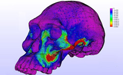 Color mapping on a computer-generated, early human skull.