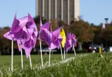 A line of purple pinwheels in the grass