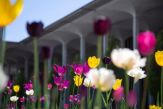 Colorful tulips bloom on the podium at UAlbany