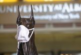 A broze bust of a Great Dane wears a white face mask
