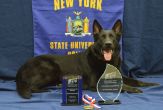 Officer Kolt, a 3-year-old German shepherd, poses with his trophies