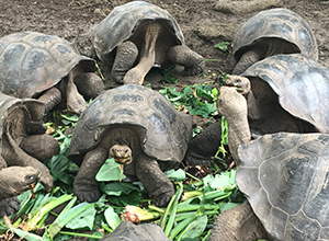 Tortoises on the Galapagos Islands