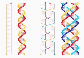 Drawings of a DNA double helix, left, and 4-strand PX DNA at right