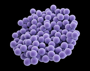 Illustration of MRSA (Methicillin-resistant Staphylococcus aureus) pathogen