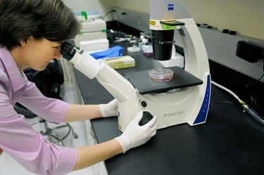 Dr. Cara Pager looks through a microscope. Photo used by permission.