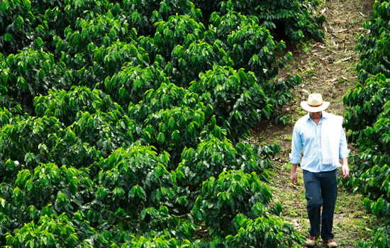 A Mexican coffee farmer looks over his fields