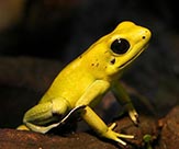 The golden poison dart frog.
