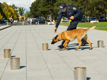 Bianca, UAlbany K-9 Unit