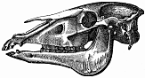 horse skull