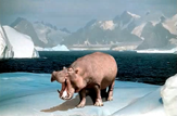 Out of place hippo at the North Pole
