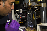 UAlbany RNA Institute researcher at work on FACS