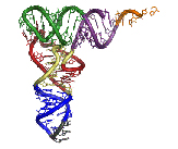 RNA strand synthesizing into protein
