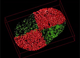 A 3-D red and green highlighted cell viewed by Stimulated Emission Depletion