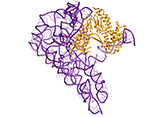 A purple and gold helix of an RNA molecule.