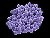 Illustration of MRSA (Methicillin-resistant Staphylococcus aureus) pathogen