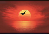 Image of bird flying over water at sunset - from the book cover