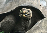 A tortoise in the Galapagos Research Center.