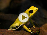 Golden dart frog.