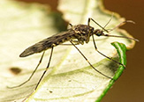 Photo of mosquito on a leaf.
