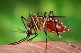 Picture of the Aedes species mosquito, a primary carrier of the Zika virus.