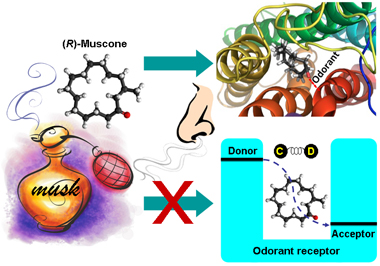 Vibration theory of Olfaction
