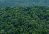 Congo Rainforest
