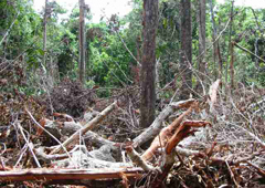 A Reduced Impact Logging technique, applied to the Brazilian rainforest
