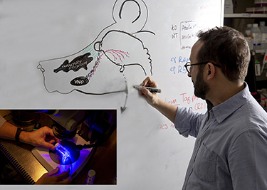 University at Albany biologist Paolo Forni draws the path of neurons from a mouse's nose to brain