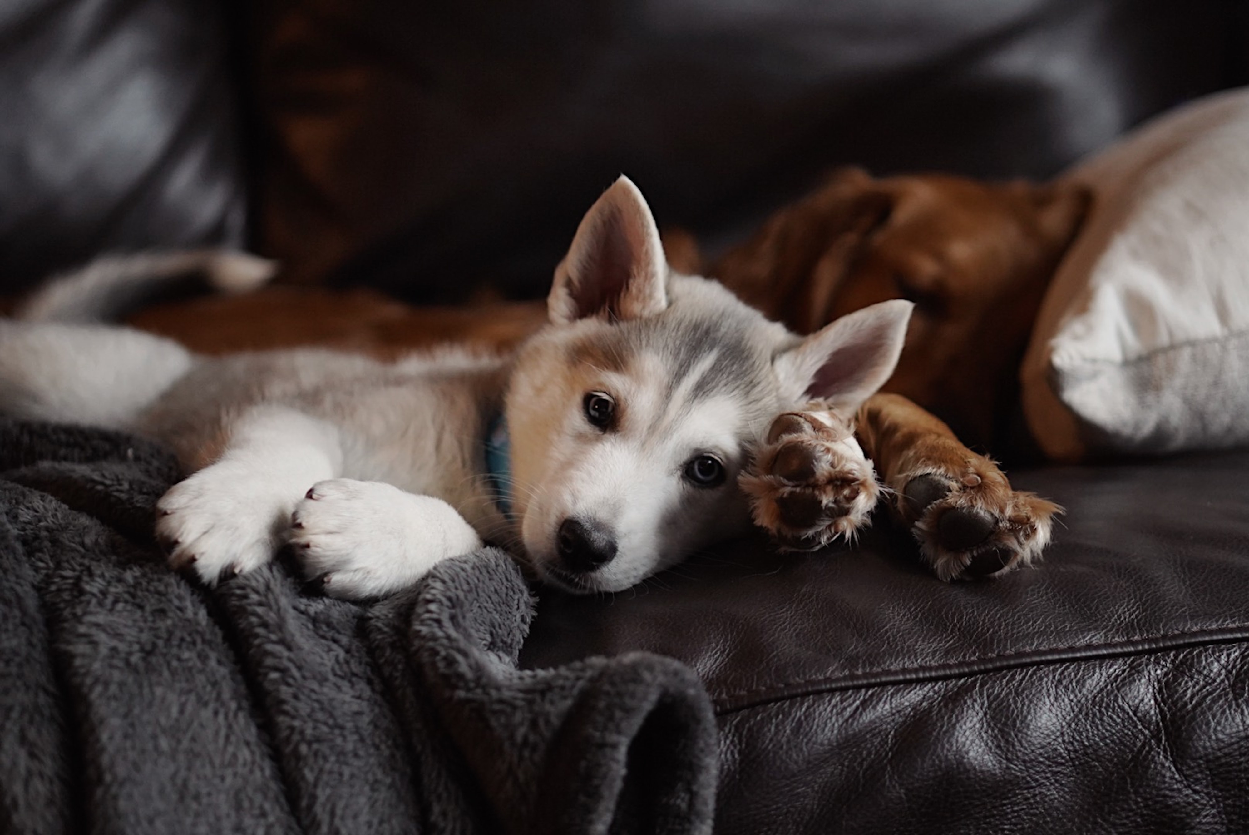 A grey and white husky puppy lays on a brown leather couch with a brown fluffy blanket, looking straight into the camera.