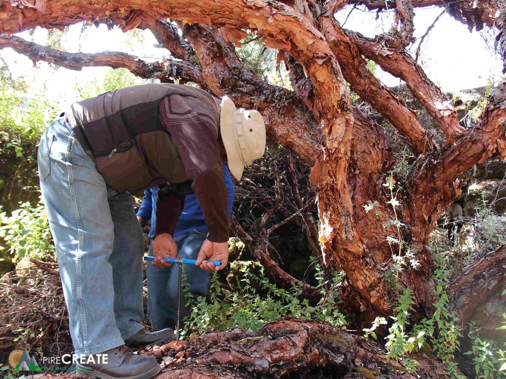 PIRE researchers tour Bolivia collecting samples of centenary trees.