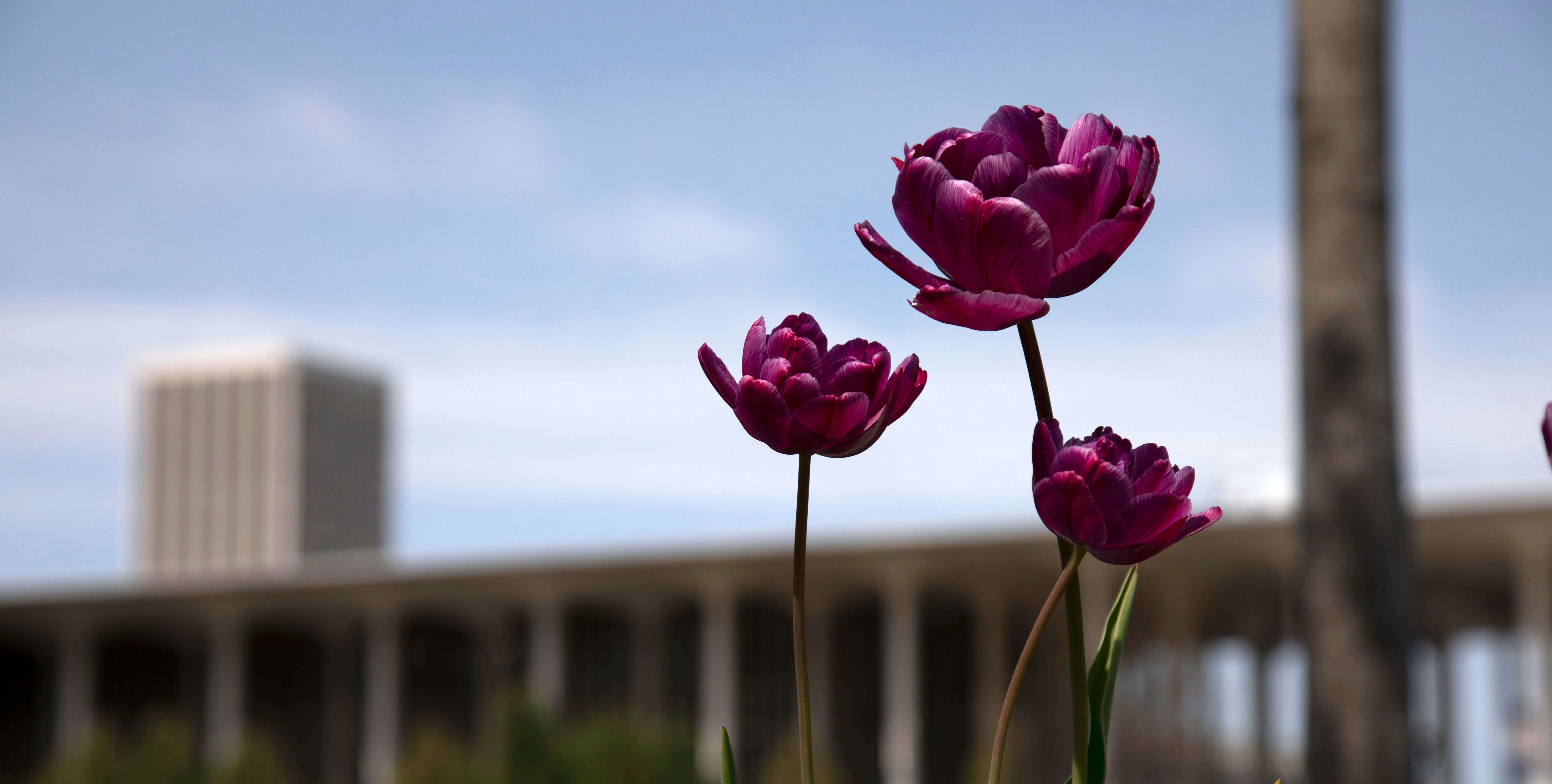 Three purple tulips in the foreground, with a building, greenery and a blue sky in the background.