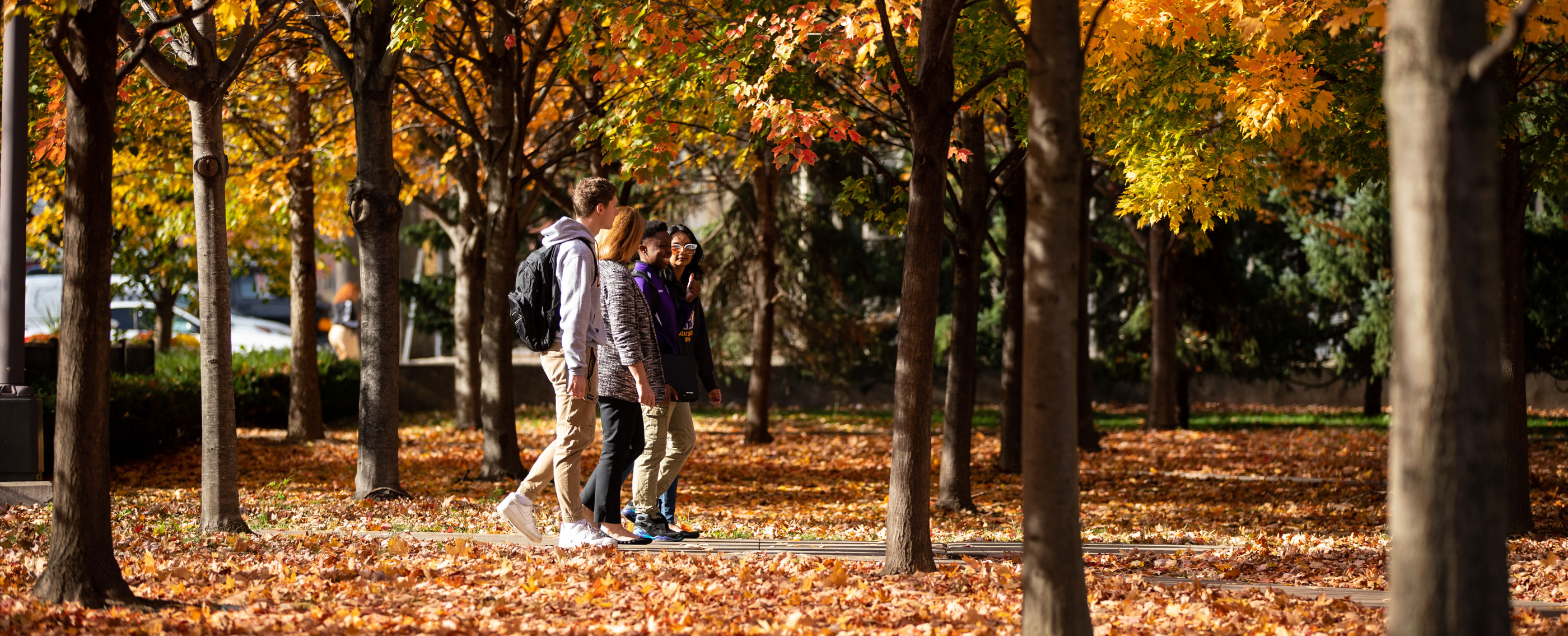 Four students walk down a path through an autumnal grove of trees.