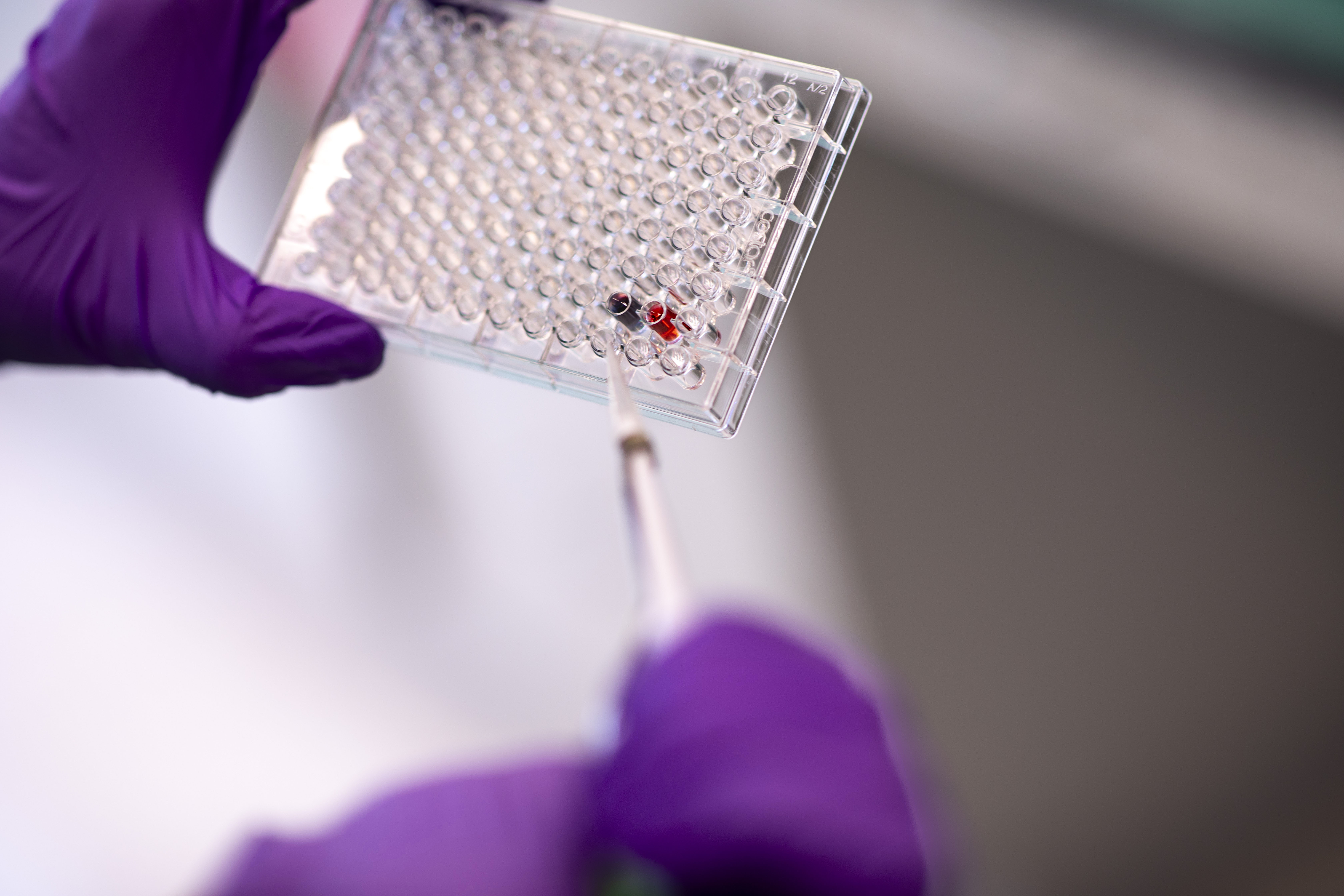 A clear plastic well plate containing two wells full of liquid; one well is red, one well is purple. the plat is being held be a person wearing purple gloves holding a clear plastic pipette.