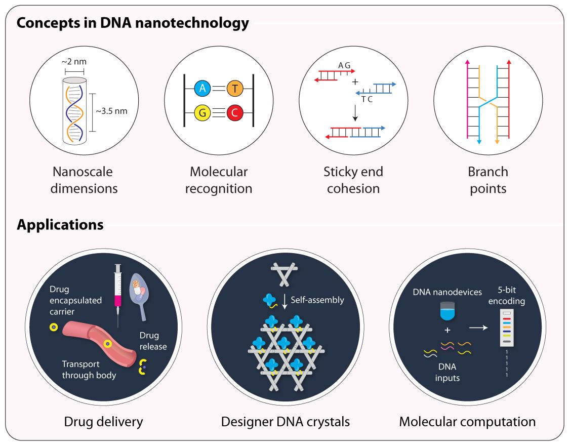Image is of a graphical abstract in diagram format. The top header says: ‘Concepts in DNA nanotechnology’. Beneath this header, there are four circles containing simple graphical representations of DNA components labeled: nanoscale dimensions, molecular recognition, sticky end cohesion, and branch points. On the bottom half, under the header ‘Applications’, there are four black circles containing graphical representations of the following: drug delivery, designer DNA crystals, and molecular computation.