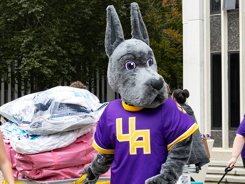 Damien the Great Dane helps out at a student moving event, pulling a bin of items.